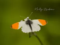 Oranjetipje [Anthocharis cardamines]